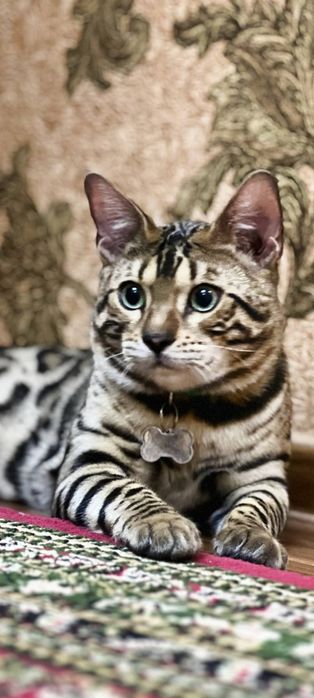 Бенгалская семья