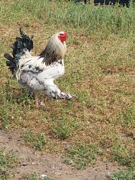 Продам петухов породы брам, маран ...