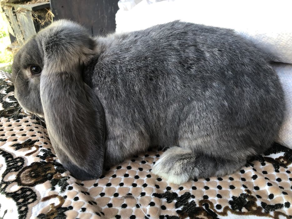 Vand Iepuri Berbec Grrman