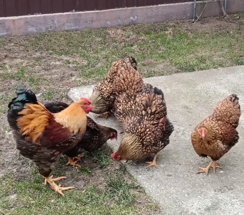 Ouă incubat wyandotte auriu, brahma , australorp negru