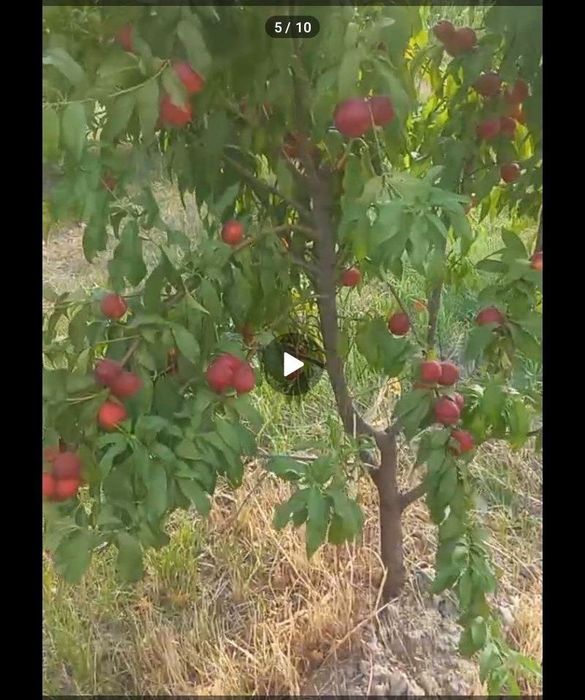 TAyyor bog‘li yer! 60sotix