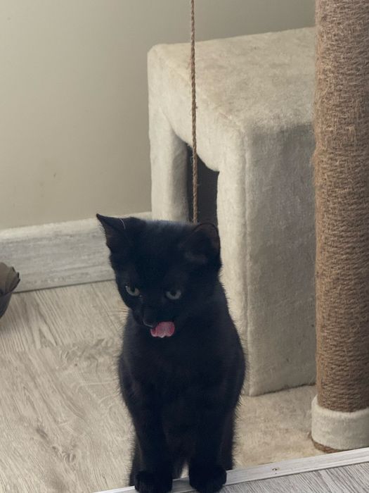 Кошечка в добрые ручки