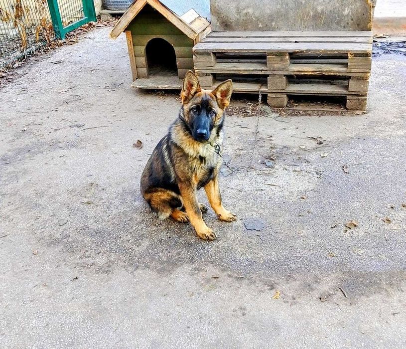 Немска Овчарка Женска | 8 месеца | 400 лв