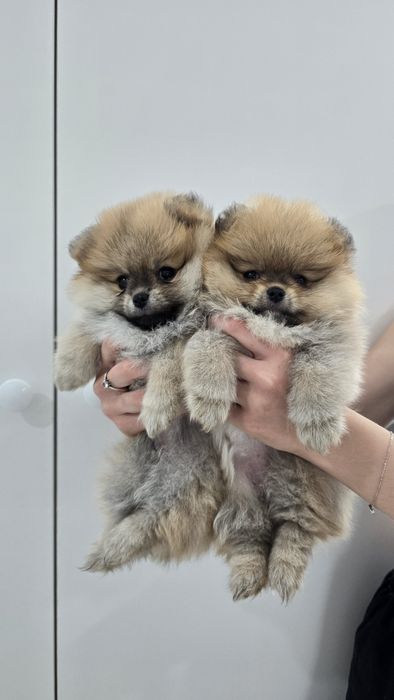 Продаются щенки шпица