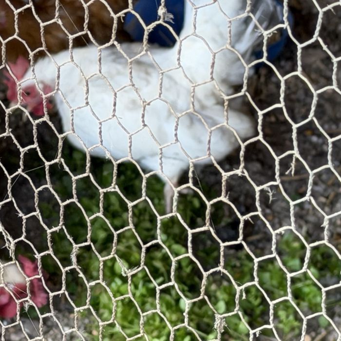 Мини петел и кокошка