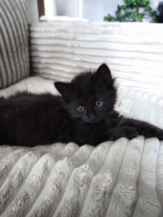 Puiuți adorabili pentru adopție