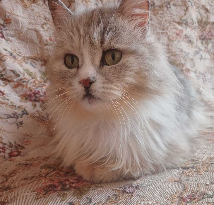 Молодой пушистый котик