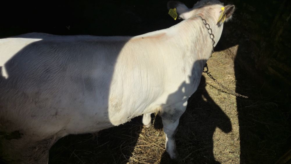 Vitel    belgian