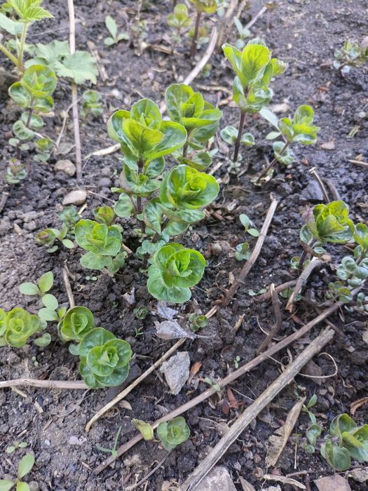 Продам саженцы мяты