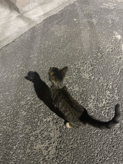 Ласковый котенок