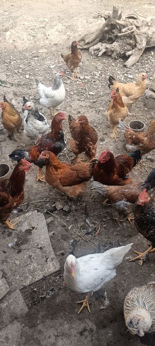 Xoroz va tovuqlar sotiladi