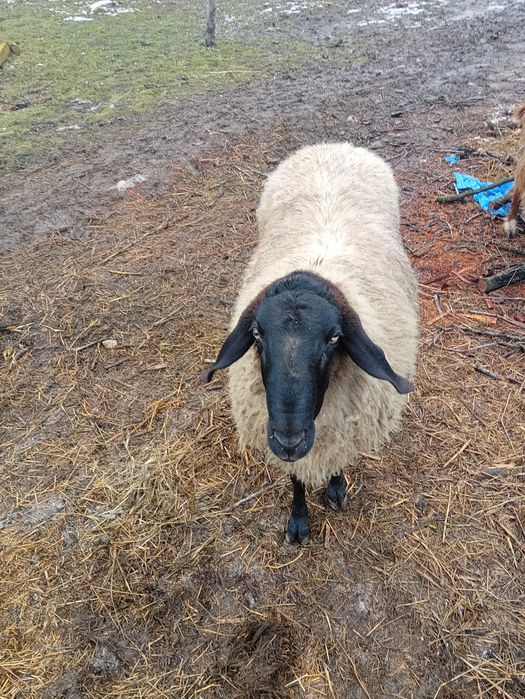 Schimb berbec cu capre