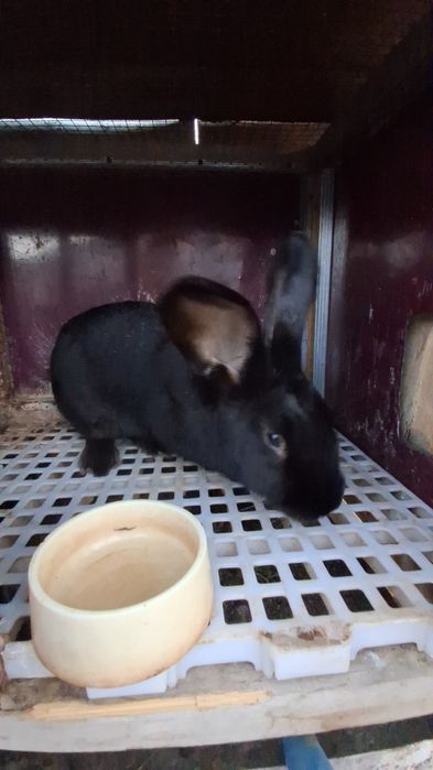 Quyon Sotiladi 4- Kilo