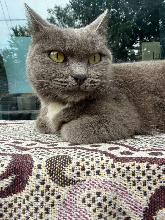 Нашлась серая кошка