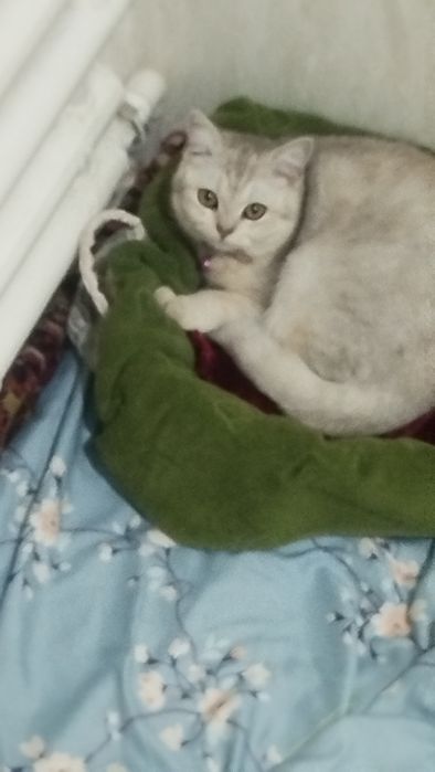 Mushuk zoti toza
