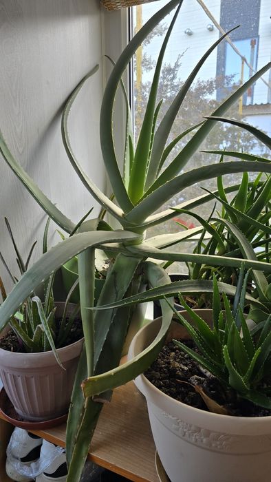Продаётся АЛОЕ  растение
