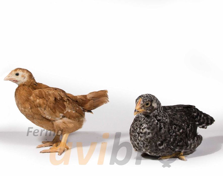 Pui Rasa Mixta Precrescut