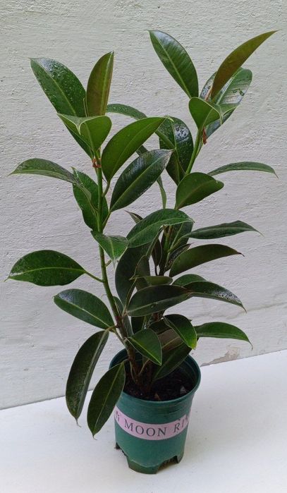 Фикус Мелани. Сорт фикуса который растет кустистым ,компактным.