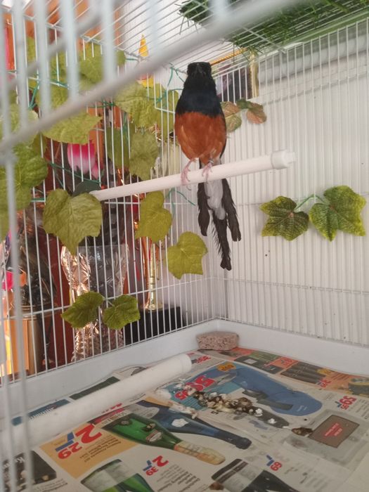 Дрозд Шама шама.