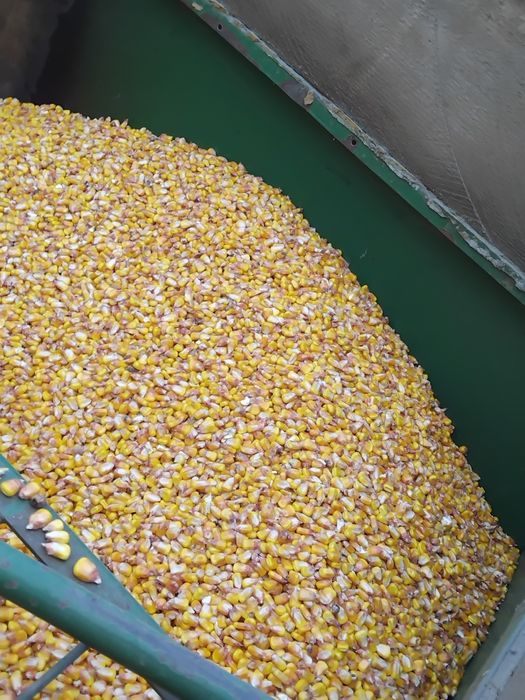 Vând porumb cu umiditate 16 .1leu kg