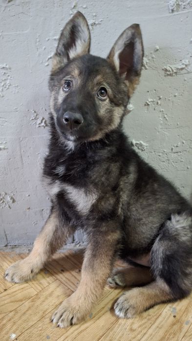 Щенок (девочка) в добрые руки!

"Отдаём щенка (девочка) в д