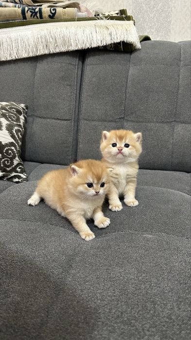 Skotish Britanskiy Toza zotli