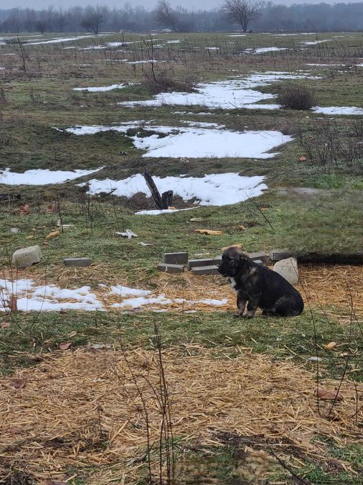 Cățelușă metis Terrier