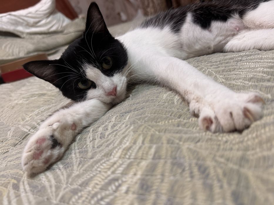 Кошка в добрые руки. Девочка, 11 месяцев. Привита и стерилизованна