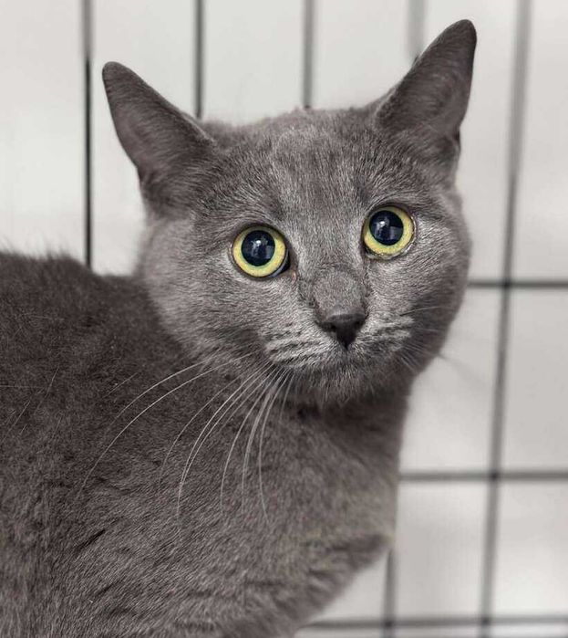 Женско коте Силви търси дом