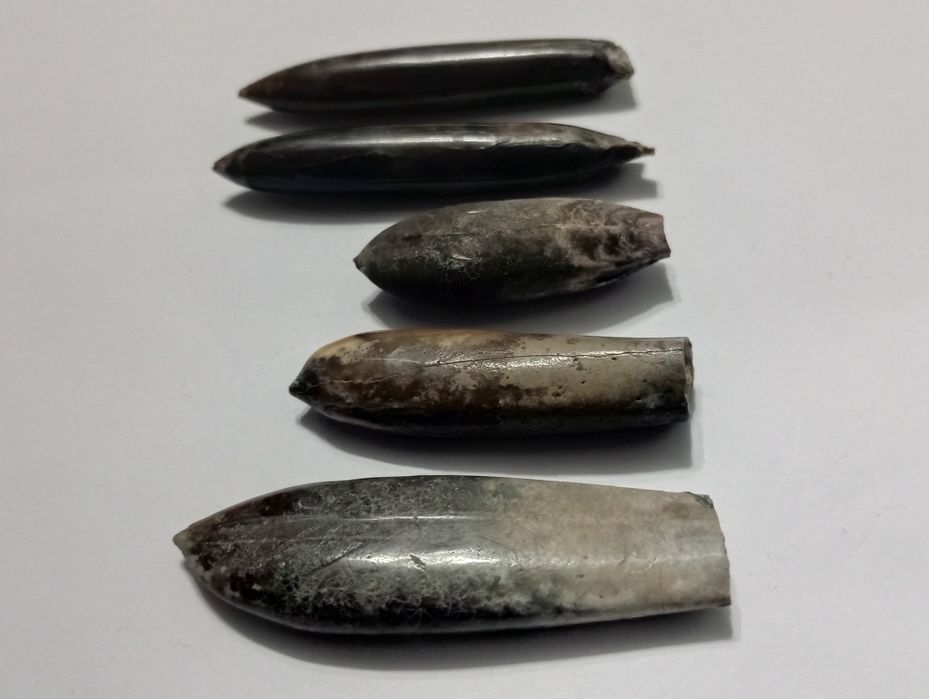 Лот белемнити,долна креда, Шуменско