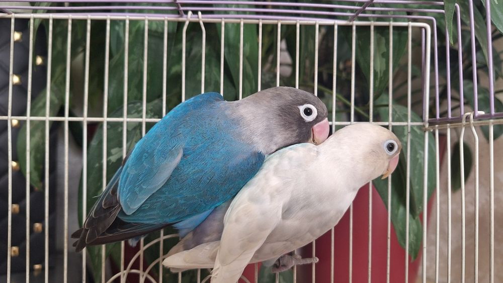 Попугаи неразлучники