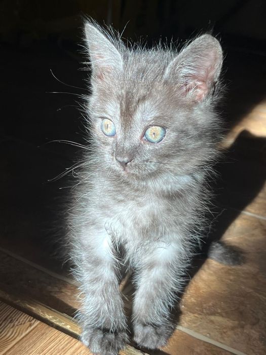Котик Беллами ищет дом