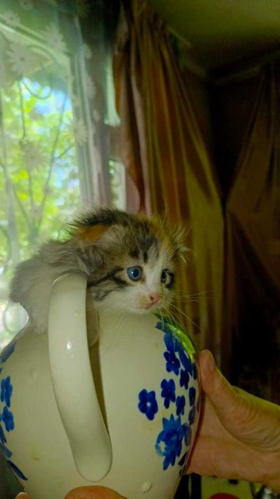 Котята фолд хайленд и страйк очень мягкие класные гипоаллергеные !