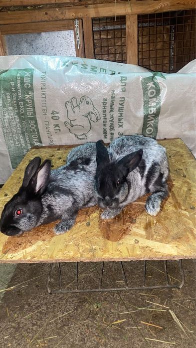 Продам кроликов