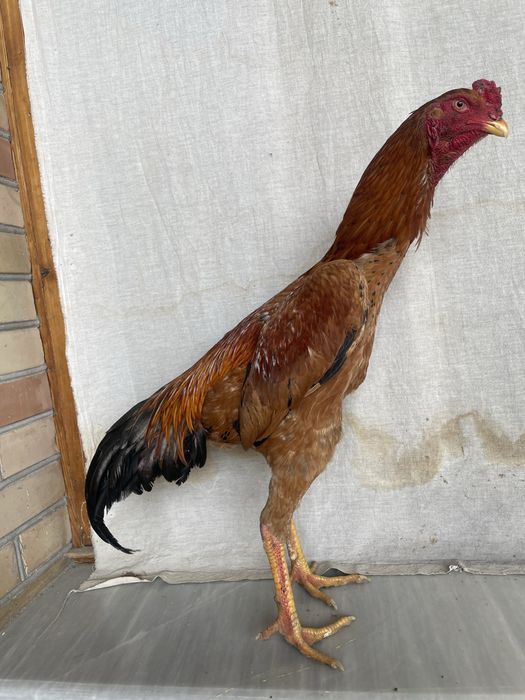 Yapon ataka Xuroz 100% lik narxi kami bor