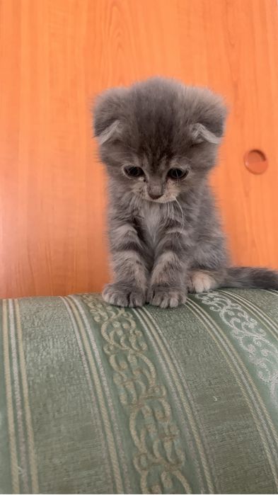 Прадаются кошки вислоухие
