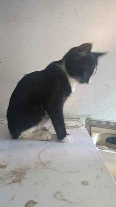Котята 3 мес в добрые руки