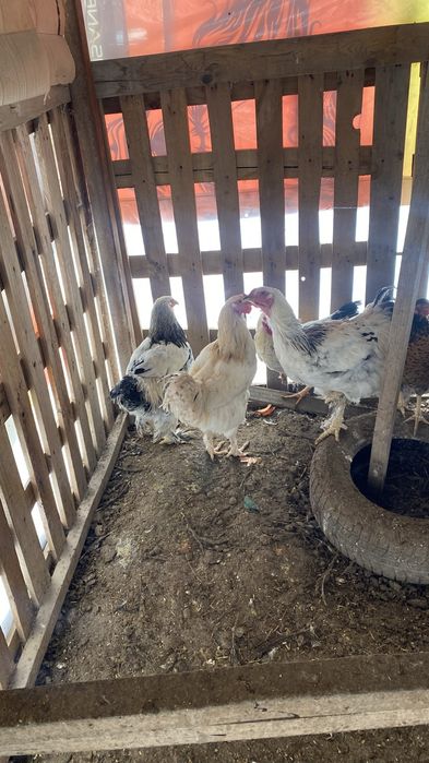 Продам домашних петухов