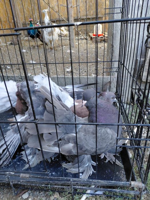 Porumbei de ornament