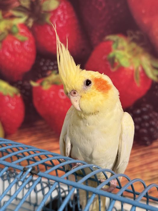 Попугай карелла 3 месяца