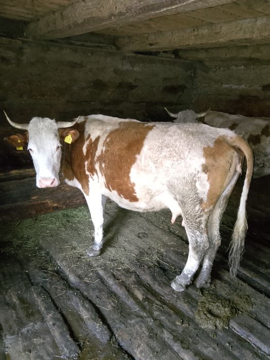 De vanzare 4 vaci si 2 vitei !!pretul se discuta la tel