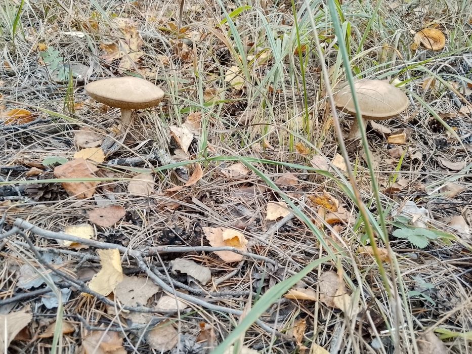 Продам земельный участок