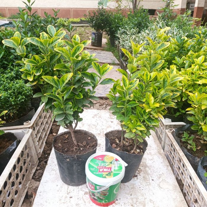 Шамшод бересклет