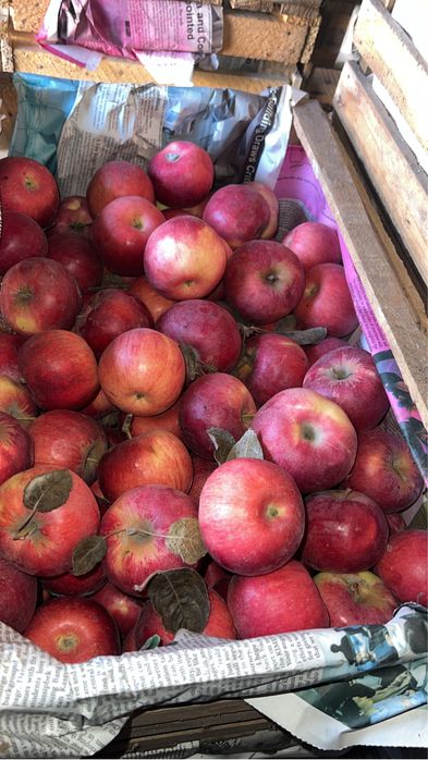 Яблоки айдарлет от 10кг