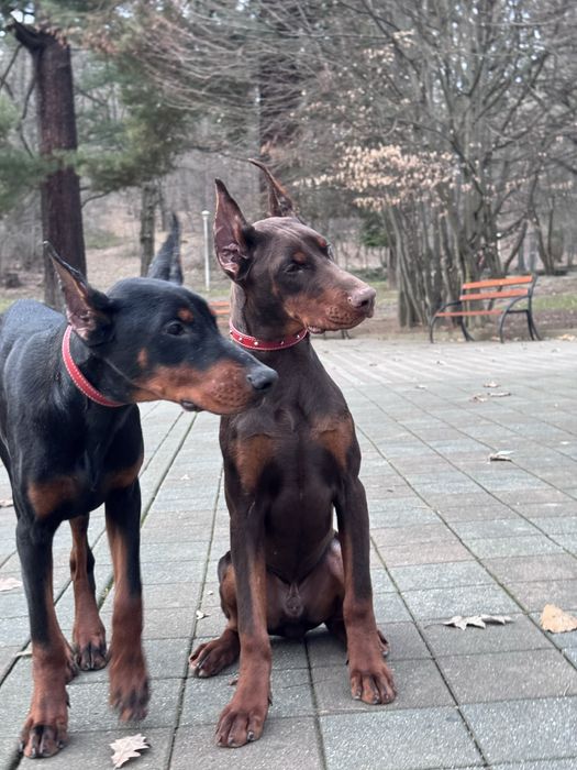 Cățeluș Doberman în vârstă de 6 luni cu pedigree