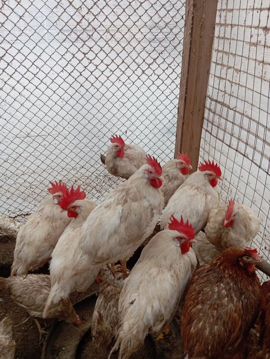 Продам молодых петушков