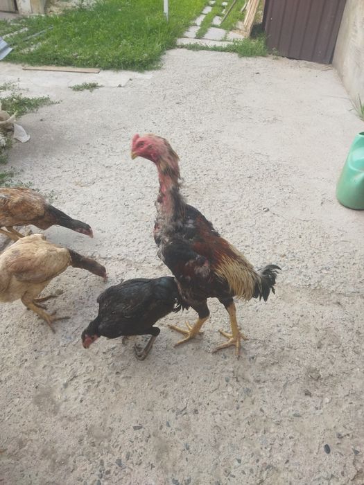 Продам бойцового питуха