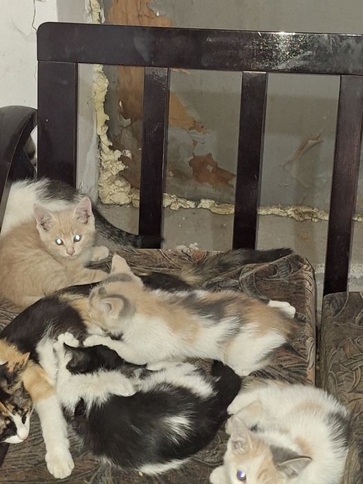 Отдам котят крысоловов
