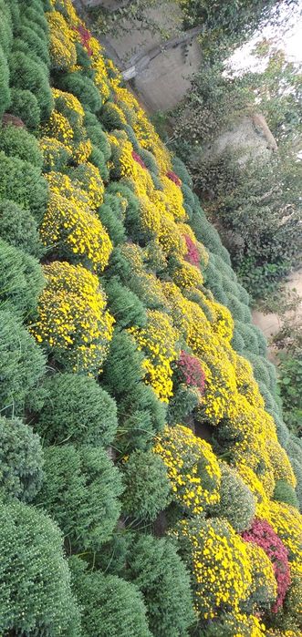 Xrzantema gullari sotiladi