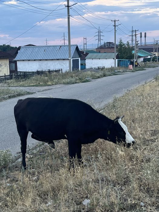 Құнажын сатылады